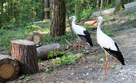 PAD_oiseaux_mosaique_cigognes_voliere.jpg