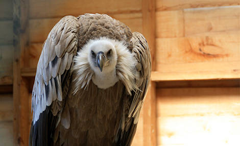PAD_oiseaux_mosaique_vautour_voliere.jpg