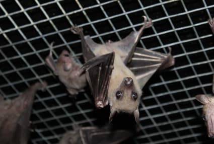 PAD_photos_chauves_souris.jpg