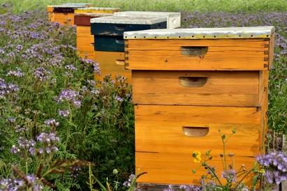 bee_box