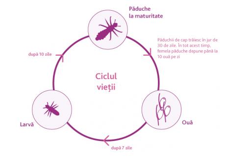 visual_for_section_About_Head_lice