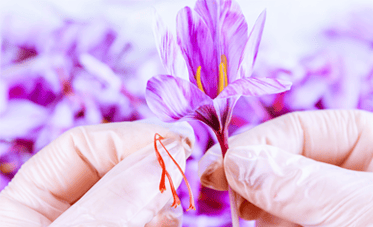 Saffron