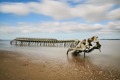 Serpent d'Océan