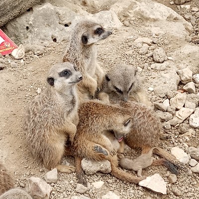 Photo 4 de Biotropica, les jardins animaliers