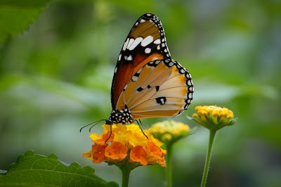 Photo 3 de Jardins des Papillons