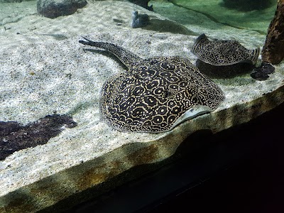 Photo 3 de Aquarium tropical