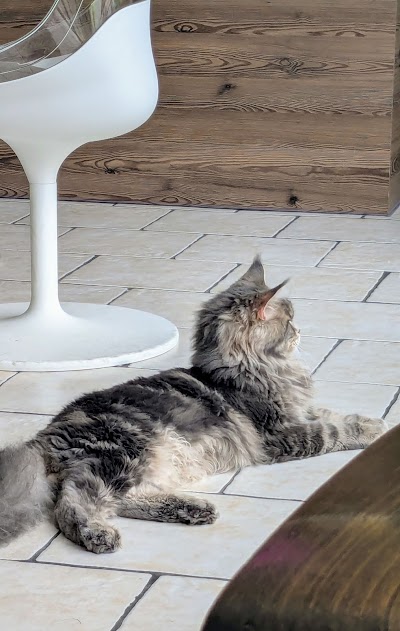Photo 2 de Le Royaume des Chats