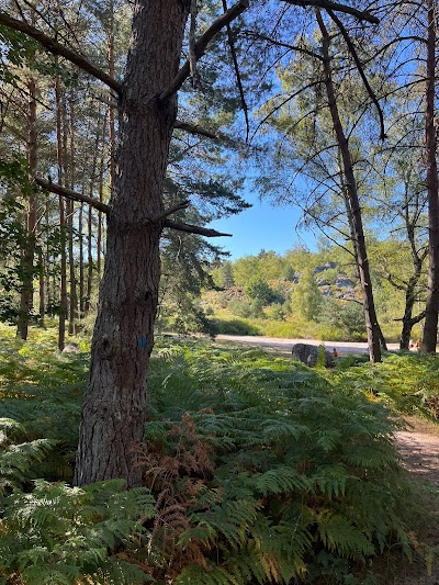Photo 3 de Forêt de Fontainebleau