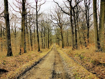 Photo 3 de Forêt de Rambouillet