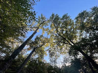 Photo 4 of Bois de Thouars