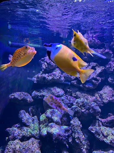 Photo 4 de Aquarium d'Amnéville