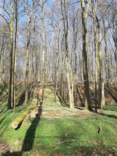 Photo 3 de Forêt de Soignes