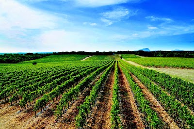 Photo 3 of Domaine Saint Jean de l'Arbousier