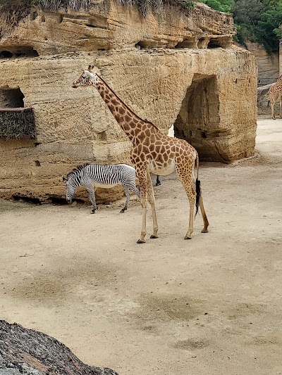 Photo 4 de Bioparc de Doué-la-Fontaine