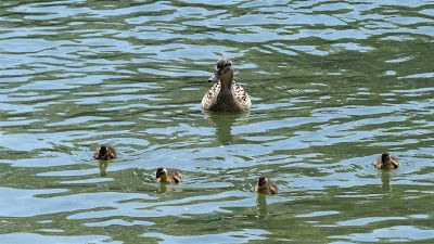 Photo 5 of Parc Naturel des Rives du Loup