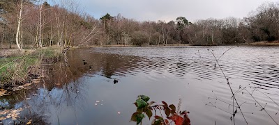 Photo 2 de Forêt de Touffou