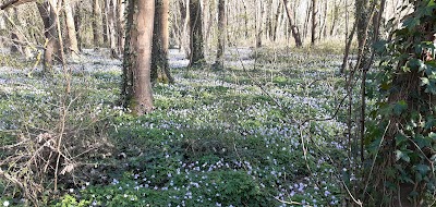 Photo 3 de Bois de Lébisey