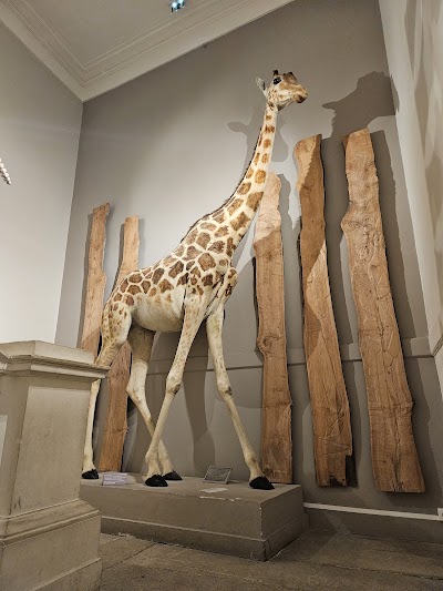 Photo 3 de Muséum d'Histoire naturelle de La Rochelle