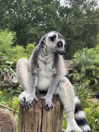 Photo 5 de Zoo de La Flèche