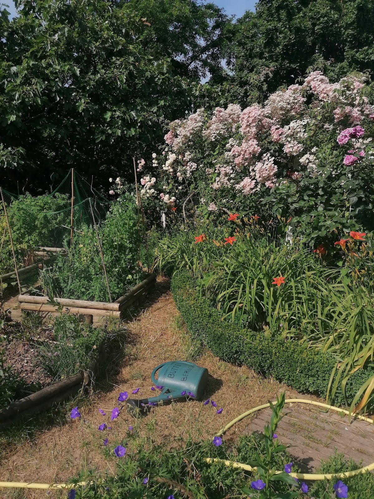 Photo 3 de Jardin Partagé de la Butte Bergeyre