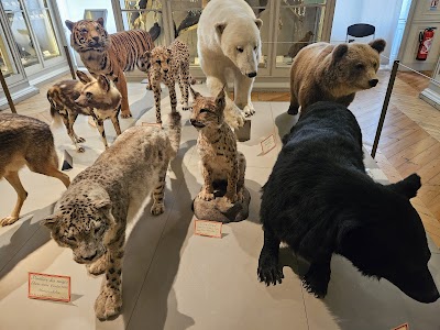 Photo 2 de Muséum d'Histoire naturelle de La Rochelle