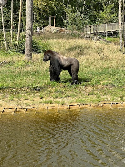 Photo 4 de Zoo Thoiry