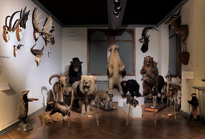 Photo 4 de Musée zoologique de Strasbourg