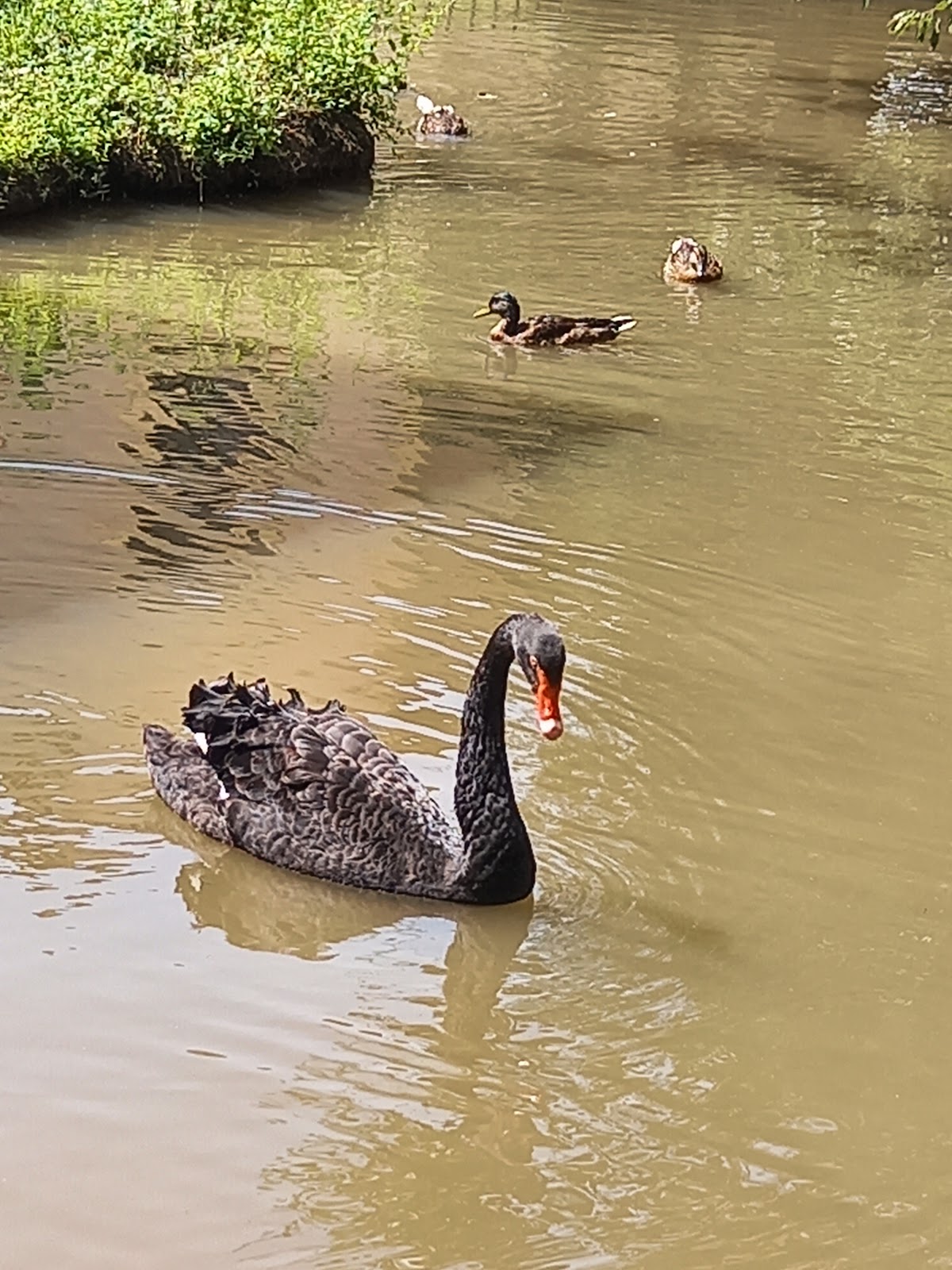 Photo 4 de Parc du bournat