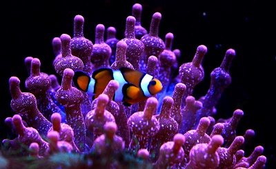 Photo 1 de Aquarium of Lyon 🐟🐠🎏