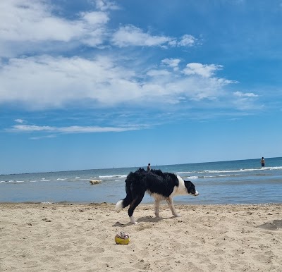 Photo 2 of Plage chien - repère 60