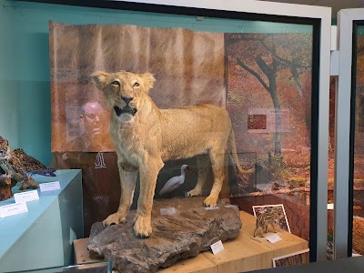 Photo 3 de Muséum d’Histoire naturelle d’Auxerre