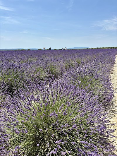 Photo 2 de Plateau de Valensole