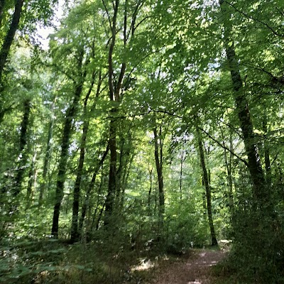 Photo 1 de Forêt du Gâvre