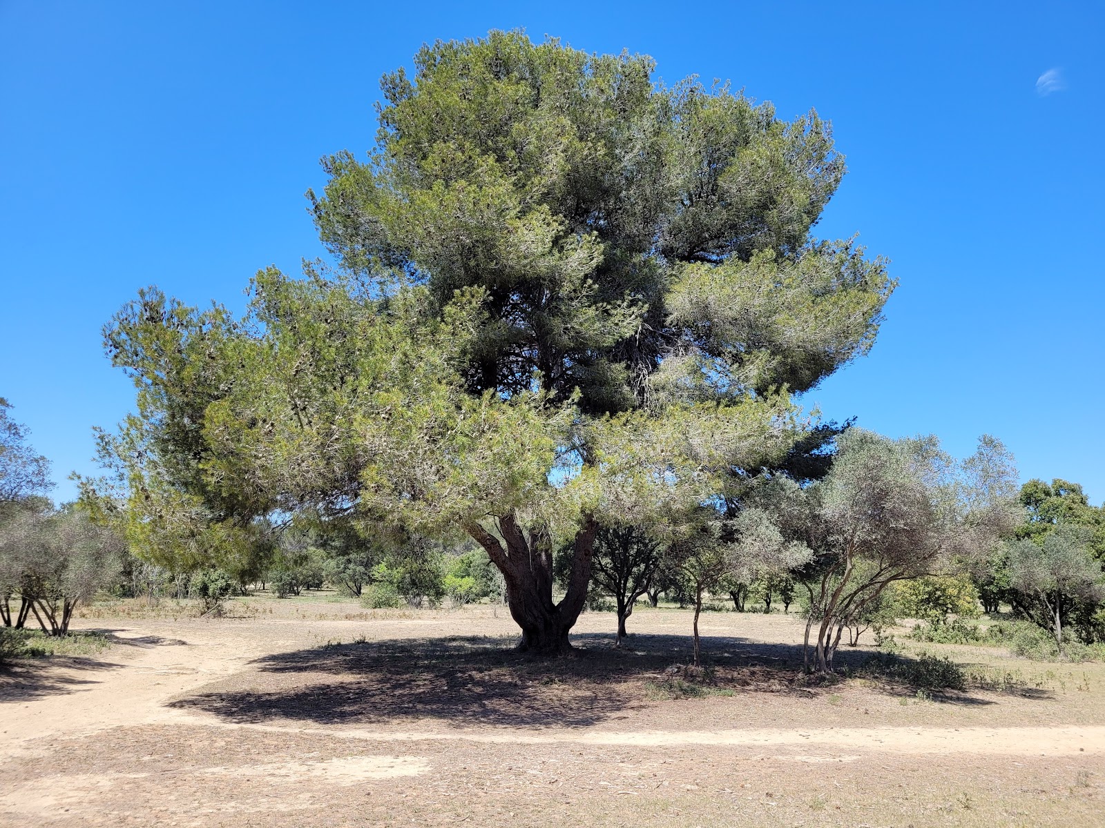 Photo 4 de Parc de Figuerolles