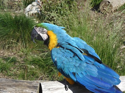 Photo 5 de Parrot World - Le parc animalier immersif