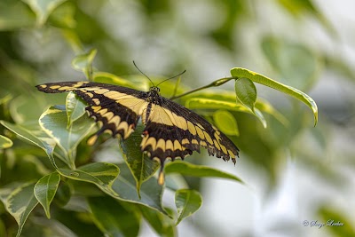 Photo 4 de Jardins des Papillons