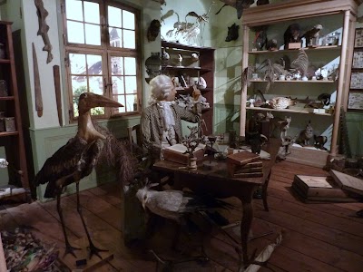 Photo 3 de Musée zoologique de Strasbourg