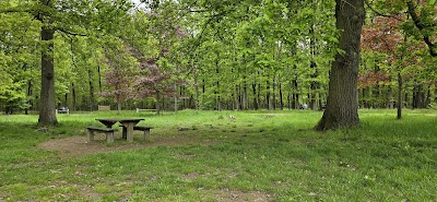 Photo 3 de Foret de Senart