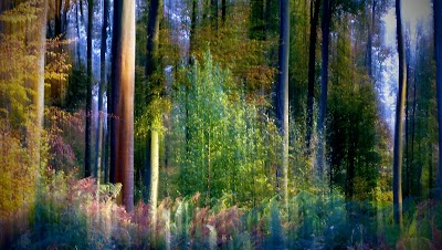 Photo 1 de Foret de Lyons