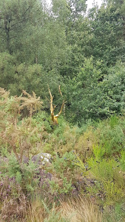 Photo 2 de L'Arbre d'Or