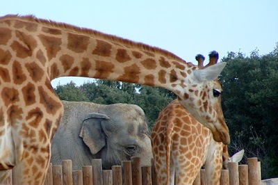 Photo 3 de Parc Animalier de la Barben