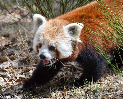 Photo 2 de Parc Animalier d'Auvergne