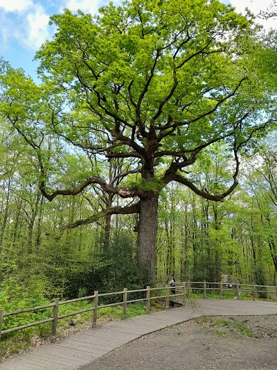Photo 4 de Forêt de Brocéliande