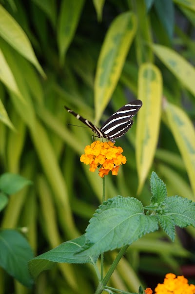 Photo 1 de Jardins des Papillons
