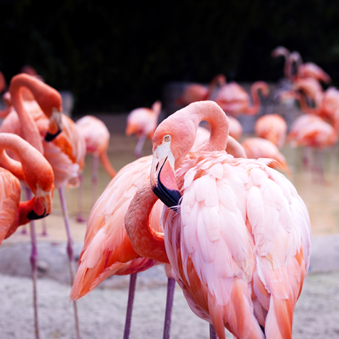 Photo 2 de Parrot World - Le parc animalier immersif