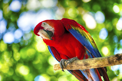 Photo 4 de Parrot World - Le parc animalier immersif