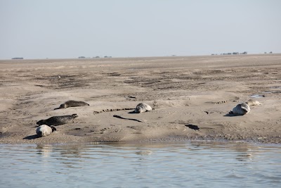 Photo 5 de Plage de Berck