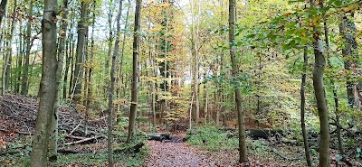 Photo 4 de Forêt de Soignes