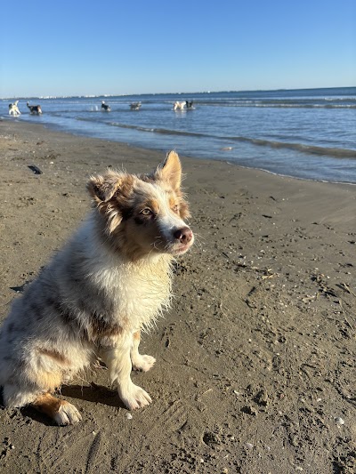 Photo 3 of Plage chien - repère 60