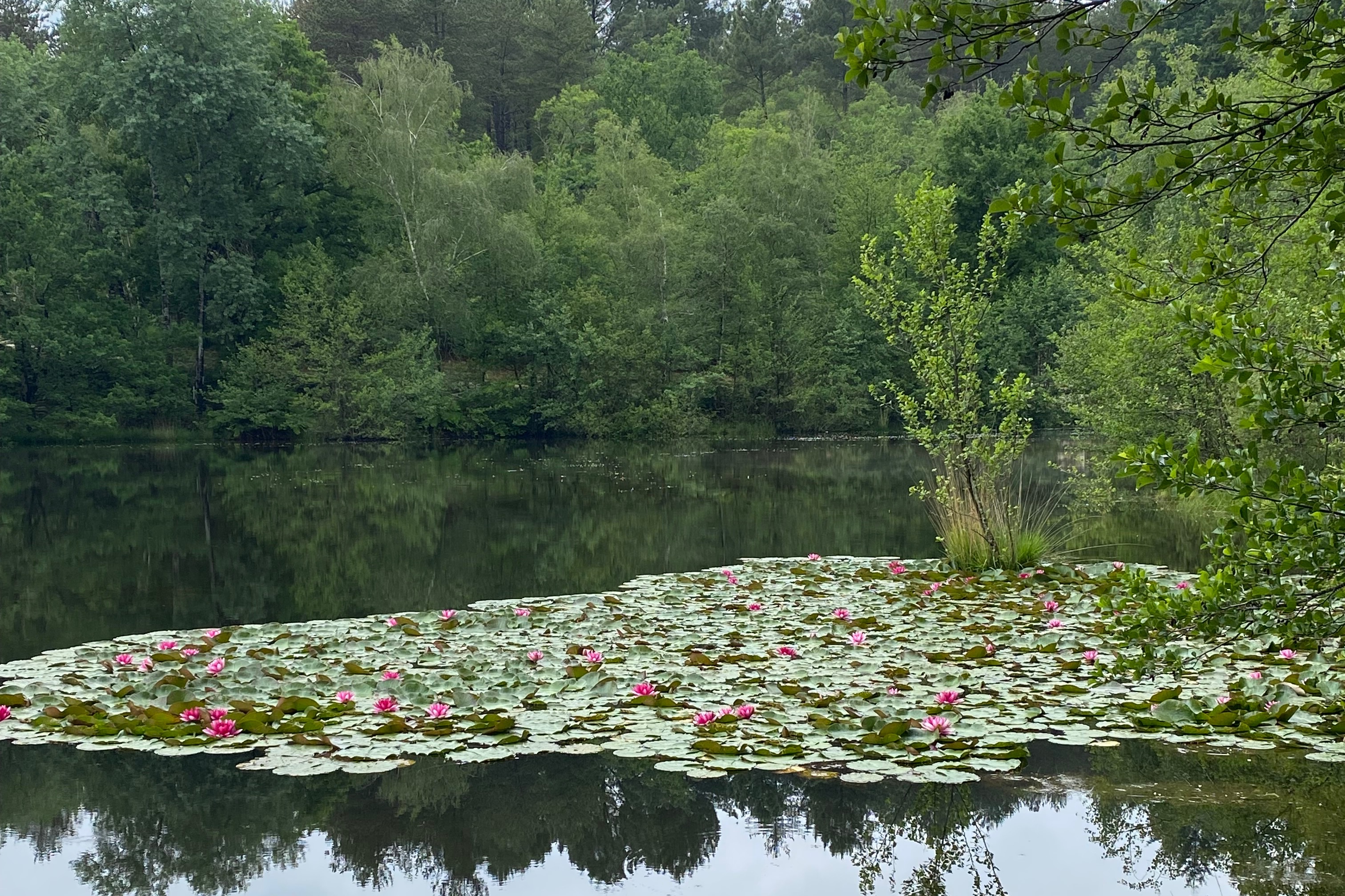 Photo 5 de Plan d'Eau des Sagnes